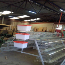 Battery Cages For Broiler Chickens From Chick To Adult Broilers